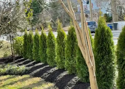 Tree and Mulching Services