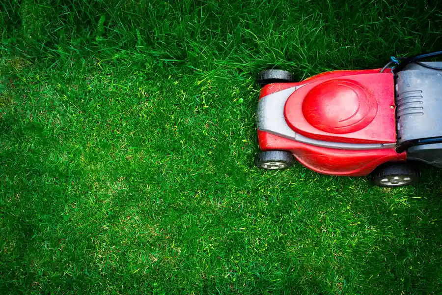 How Regular Lawn Mowing Promotes Healthy Grass Growth in Silver Spring MD