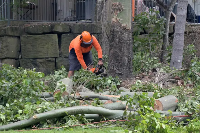 How Tree Removal Enhances Safety In Residential Properties Silver Spring MD