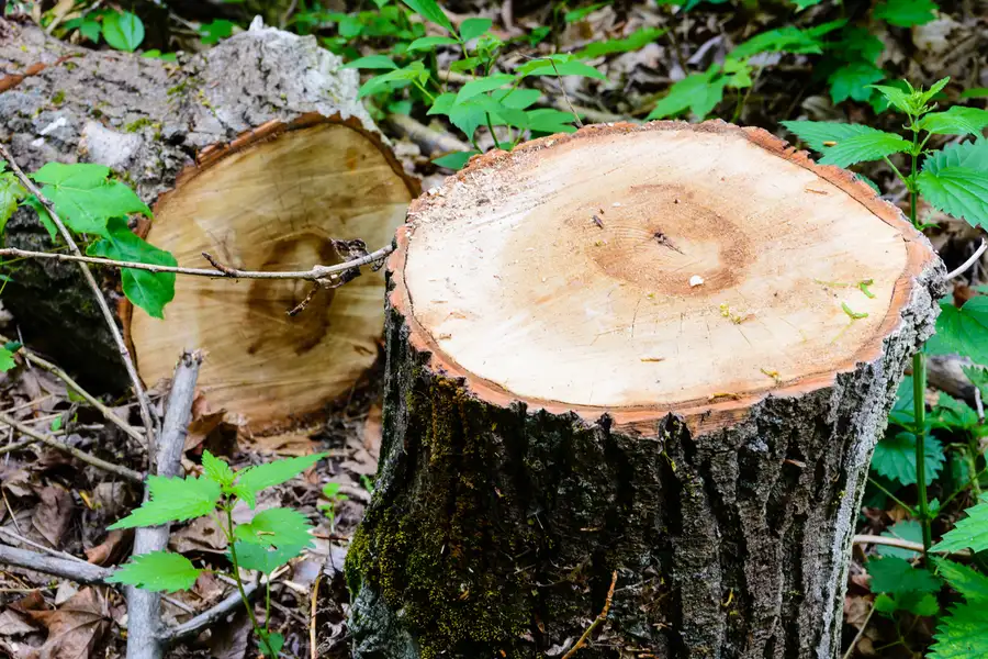 Professional Tree Removal Silver Spring MD