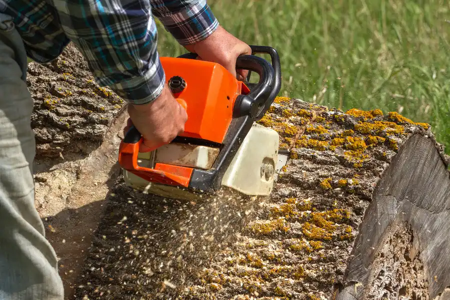 Reputable Tree Removal Silver Spring MD