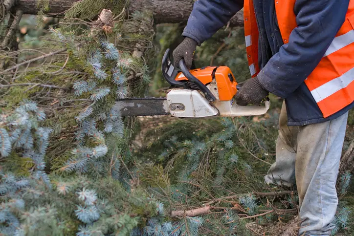 The Importance Of Tree Removal For Storm Damage Prevention Silver Spring MD