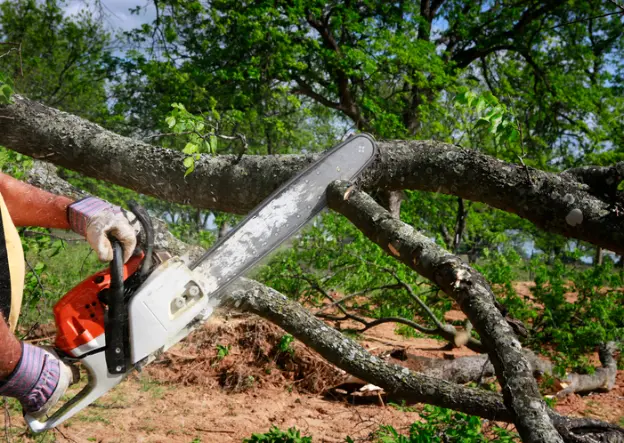 The Importance Of Tree Removal For Storm Damage Prevention in Silver Spring MD