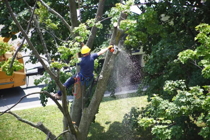Top-rated Tree Removal Silver Spring MD